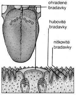 Biofyzika vnímání