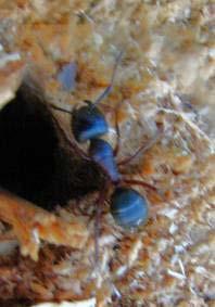 hranolovitý rozklad poslední fáze dřevo se drtí na jemný prášek Symbióza - dřevokazní mravenci