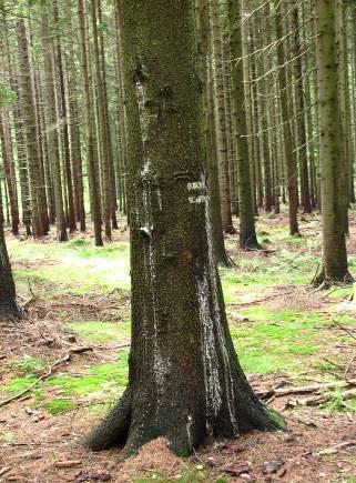 Armillaria Symptomy v terénu: tvorba plodnic v okolí kořenů IX.-X.