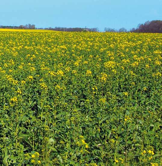 TEBUSIP FUNGICIDNÍ OŠETŘENÍ / HOUBOVÉ CHOROBY Účinná látka: 250 g/l tebuconazole Tebusip má preventivní a kurativní účinnost proti širokému spektru houbových chorob a dlouhé reziduální působení v