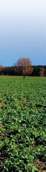 NERO Účinná látka: 400 g/l pethoxamid, 24 g/l clomazone NERO je půdní preemergentní herbicid pro likvidaci