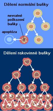 Nádorová onemocnění Průběh vzniku a růst nádorových buněk Iniciální fáze (změny