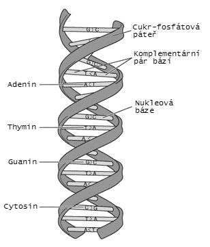 Zpracování genomických sekvencí fraktály diplomová práce 2 2. DNA a její kódování DNA je zkratka chemického názvu deoxyribonukleové kyseliny, která v sobě uchovává dědičnou informaci o celém jedinci.