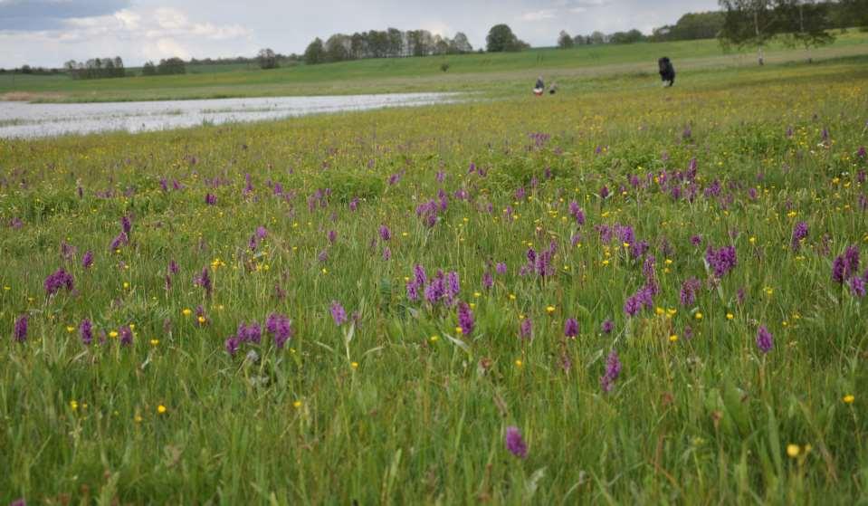 Dactylorhiza majalis Typické