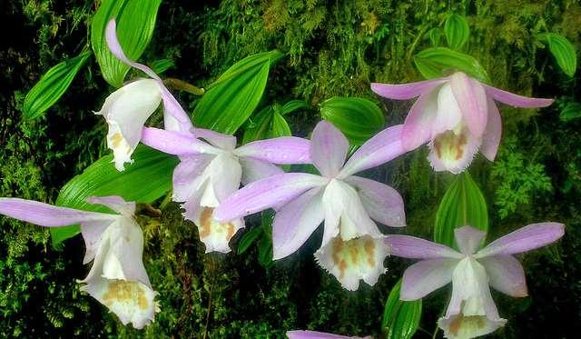 Adarsh Thakuri (CC BY 2.0) Pleione limprichtii https://upload.