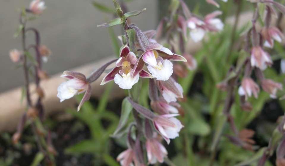 Epipactis