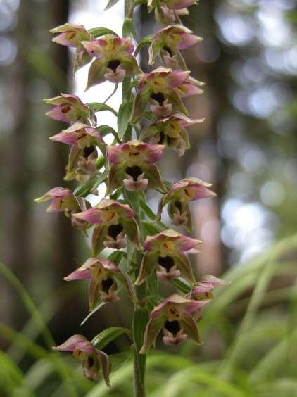 Epipactis helleborine