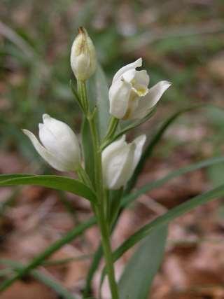 Cephalanthera damasonium (okrotice