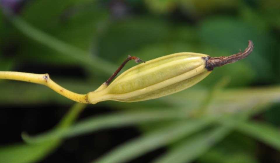 Bletilla