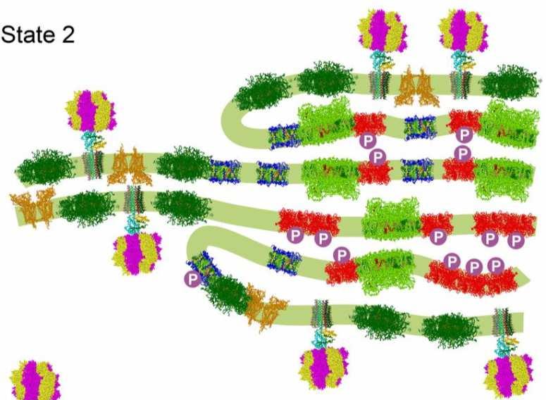 Chloroplast remodeling during state transitions in Chlamydomonas reinhardtii as revealed by noninvasive techniques in vivo. Proc. Natl.