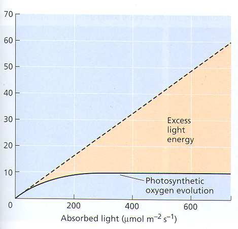účinnost využití excitační energie PSII (poměrně konstantní = 0,83 kvantovému požadavku 9-10 fotonů na O 2 ) zapínání NPQ vypínání NPQ Nefotochemické zhášení fluorescence chlorofylu (NPQ) =