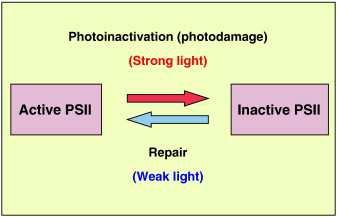 Fotoinhibice soubor procesů projevujících se snížením rychlosti/účinnosti fotosyntézy při zvyšující se ozářenosti = nerovnováha mezi poškozováním a opravou PSII (D1 proteinu) Rychlost opravy (z