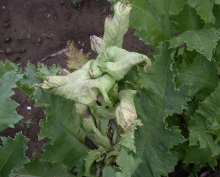 Dojde k destrukci vegetačního vrcholu, rostliny zakrňují a postupně hynou.