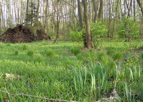 Orlické hory a Podorlicko 18: 79-314 (011) Historické botanické průzkumy Lokalita byla známa jako botanicky zajímavá již v 19. století (HANSGIRG 1881, TOCL 1895 MP).