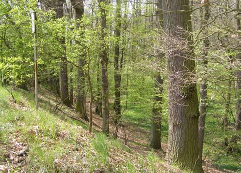 Prausová R.: Přírodní památka Na bahně u Bělče nad Orlicí vývoj flóry v období 188-01 Obr. 4. Východní terasa s dubohabřinou, autor: Prausová, květen 011 Fig. 4. Eastern terrace with hornbeam, author: Prausová, May 011 Tab.