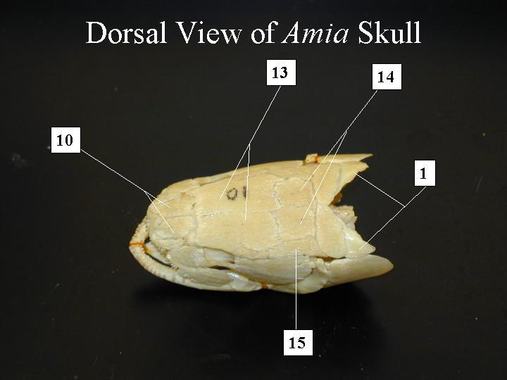 Chondrostei Ginglymodi