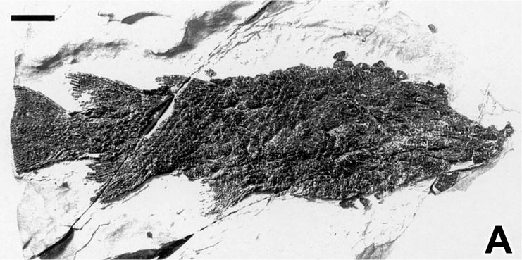 Osteognathostomata čelistnatci s kostní tkání (vodní = ryby = Pisces) předek ryb Psarolepis, předek paprskoploutvých - Dialipina Placodermi Chondrichthyes Acanthodii Actinopterygii Sarcopterygii