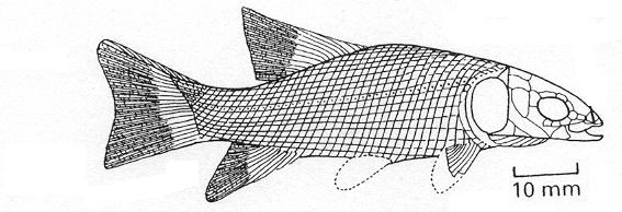 ACTINOPTERYGII - PAPRSKOPLOUTVÍ Od svrchního siluru (400 mil.