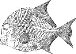 jura dodnes ( Pycnodontiformes), Teleostei - kostnatí Placodermi Chondrichthyes