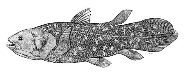 Sarcopterygii Actinistia Choanata Pohyb: 1.D - signální, 2.D - lalokovitá, 3.D - součást ocasu, 1C - epikaudální lalok (90 o, difycerkní), 1.