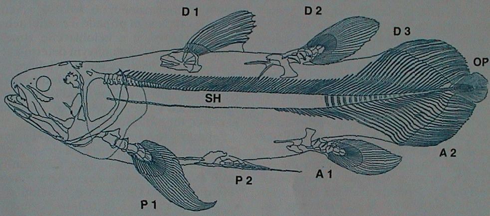 A - součástí ocasu; 1 pár P a 1 pár V - lalokovité, ke stabilizaci a balancování (ne k pohybu po dně) - mávavý pohyb lalokovitých ploutví připomíná