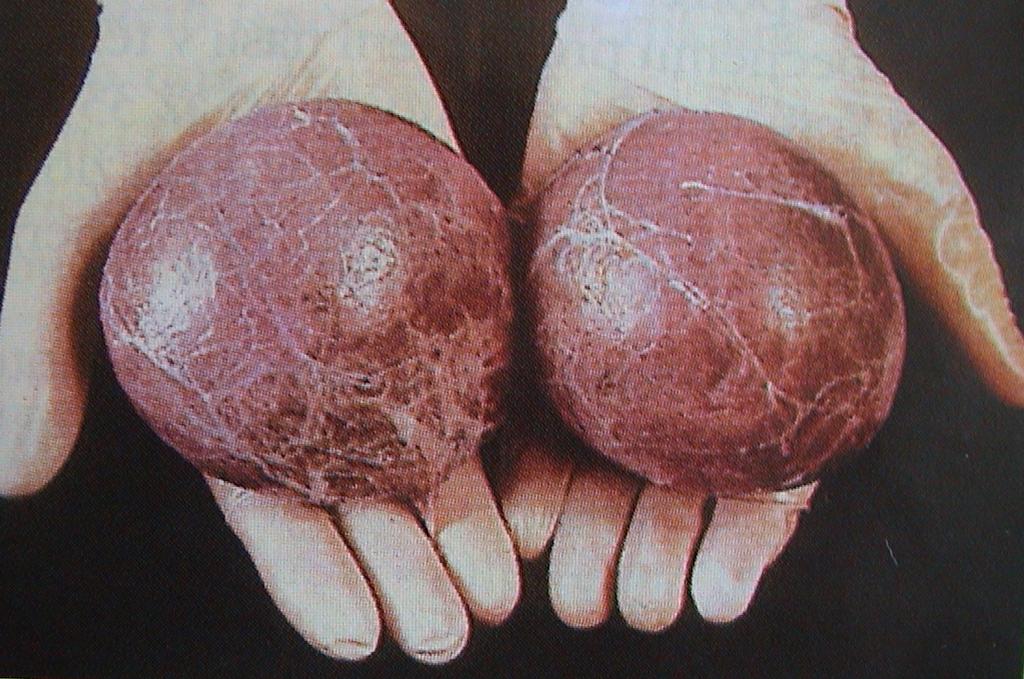 Sarcopterygii Actinistia Choanata Rozmnožování: vnitřní oplození, u samců nezjištěn kopulační orgán, u samic vyčnívající děloha s erektilní tkání, živorodost, velká vejce (19 v roce 1972 - velikostí