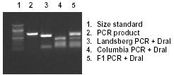 GENETICKÉ MAPOVÁNÍ mutaci mapujeme pomocí molekulárních markerů u Arabidopsis thaliana ekotyp Columbia další rozšířený ekotyp Arabidopsis thaliana je Landsberg erecta pomocí DNA markerů můžeme