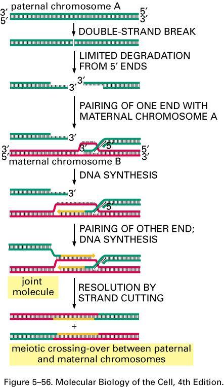 crossing over a rekombinace během meiozy při tvorbě gamet u heterozygotů (výměna části chromozomů) x Strain 1 Columbia mut