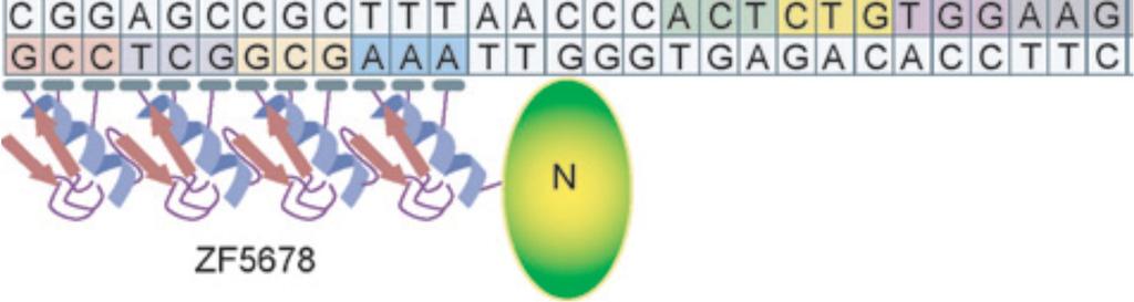 NUCLEASES