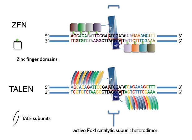 TALE nukleasy Transcription