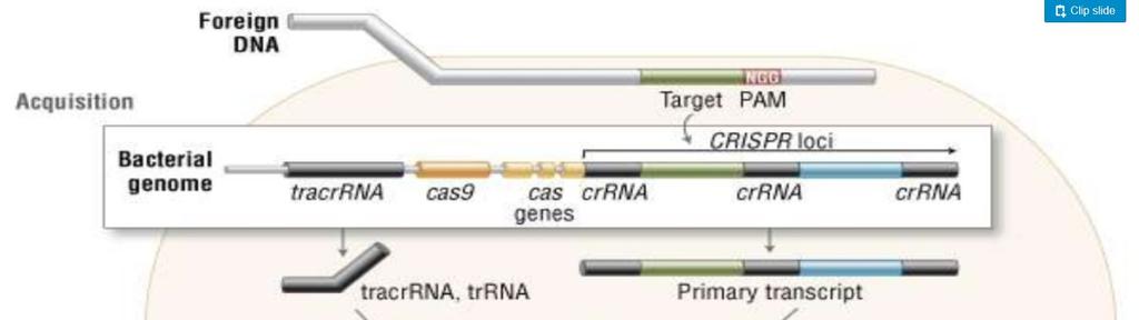 CRISPR-Cas9 system (Clustered Regularly