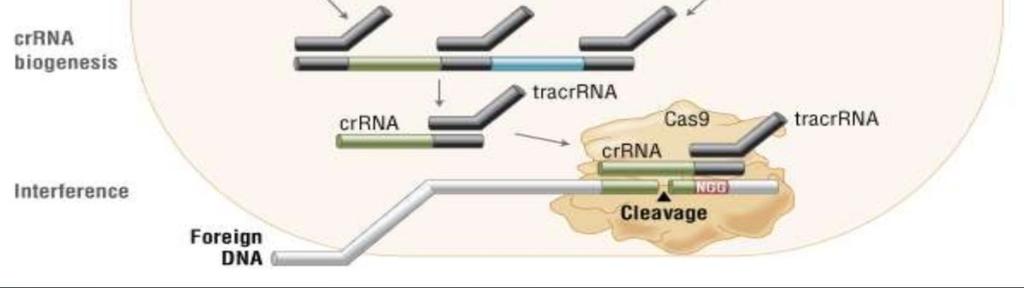 Přirozeně obrana Streptococcus pyrogenes