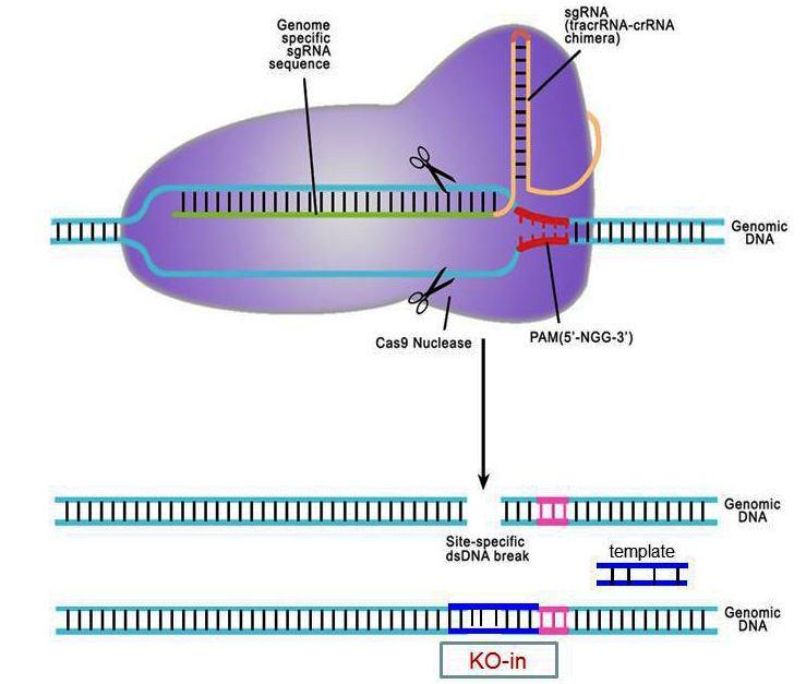 Tracr RNA a crrna mohou být spojeny do jedné molekuly (guidedrna), k úspěšnému knock-outu v