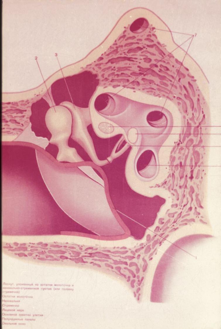 Tympanoplastika dle