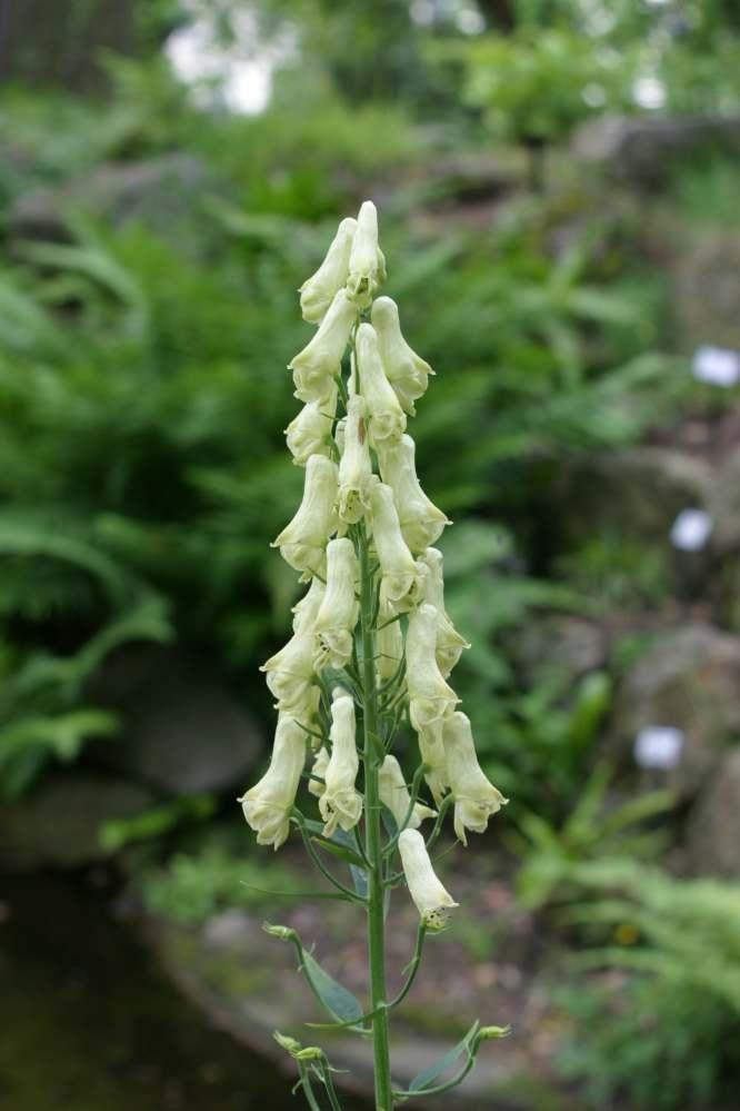 Aconitum