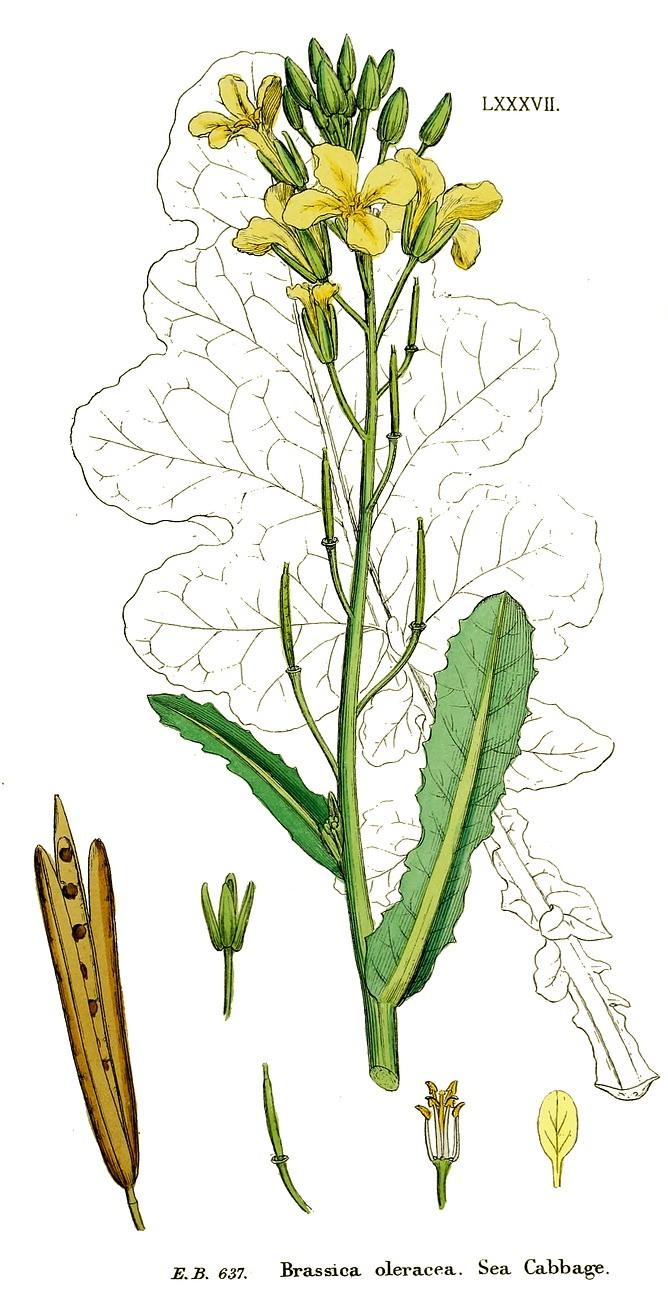 Brassicaceae - brukvovité Jednoleté až vytrvalé byliny, výjimečně keříky. Listy: střídavé bez palistů i přízemní růžice (alpínky, např.