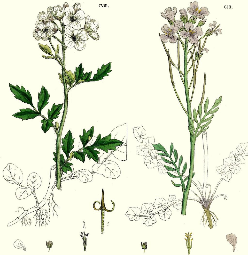 Cardamine amara (řeřišnice