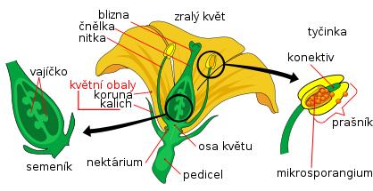 Magnoliophyta - krytosemenné kalich (calyx K) koruna