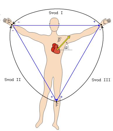 Bipolární končetinové svody podle Einthovena se označují římskými číslicemi I, II a III.
