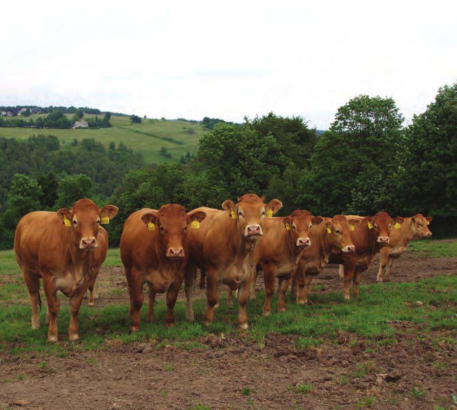 III.A. Prvotelky a krávy na 2. teleti / First-calf heifers and Second-calf cows Č. kat.: 114 Chovatel: Bystrianská Jana, Melč Majitel: Bystrianská Jana, Melč Uš. č.