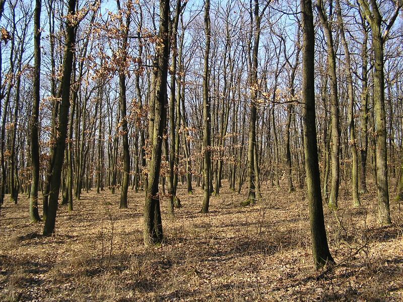 BUKOVÉ DOUBRAVY - 2. Bukodubový (bkdb) LVS Převažuje dub zimní. Většinou je přítomen buk a habr.