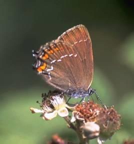 Fauna denní motýli: nejcennější jsou vzácné druhy světlých listnatých lesů jasoň