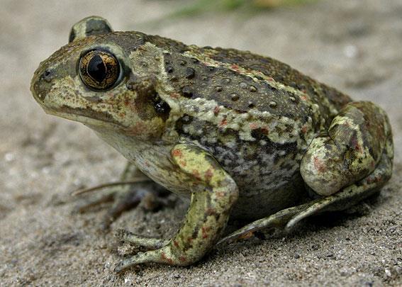 Fauna obratlovci obojživelníci: bohaté populace hnědých a zelených skokanů, zejména skokana štíhlého (Rana dalmatina) a s.