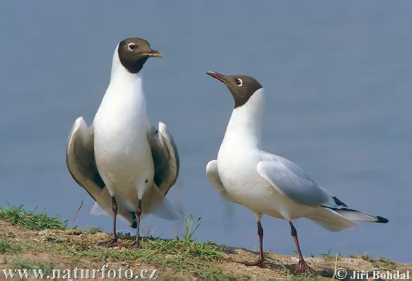 Larus