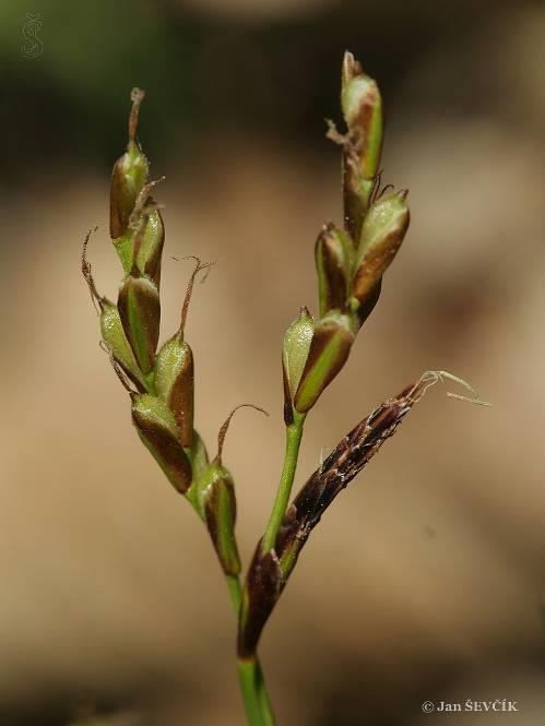 Carex digitata - trsnatá ostřice - střed