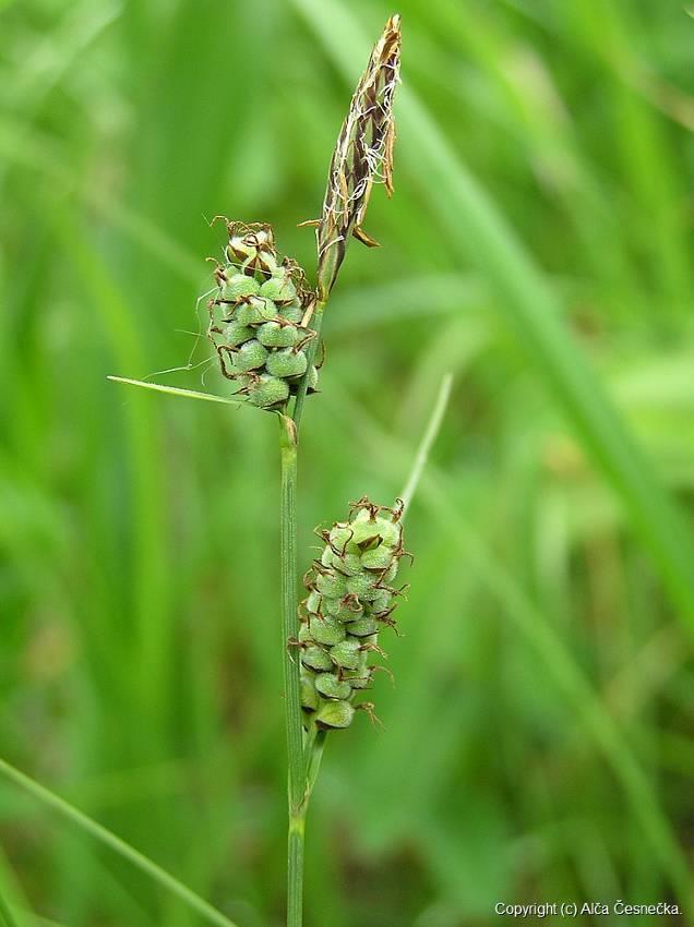 Carex tomentosa - vytváří řídké porosty, přímé výběžky