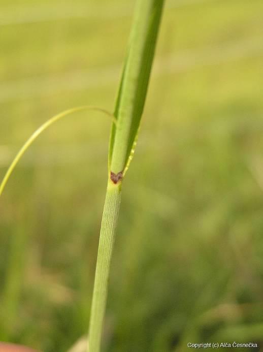 Carex flacca - řídké porosty, výběžky