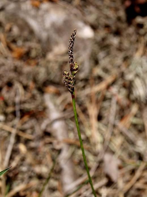 Carex fritschii = o.