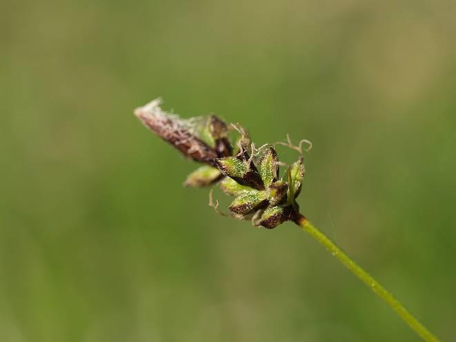 Carex montana = o.