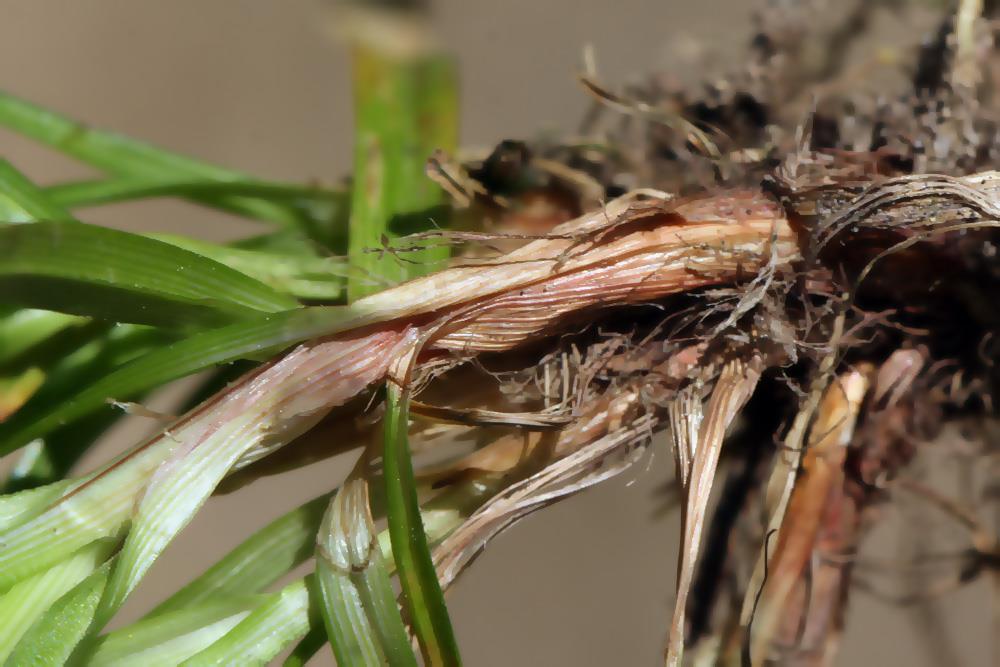 Carex pilulifera = o.